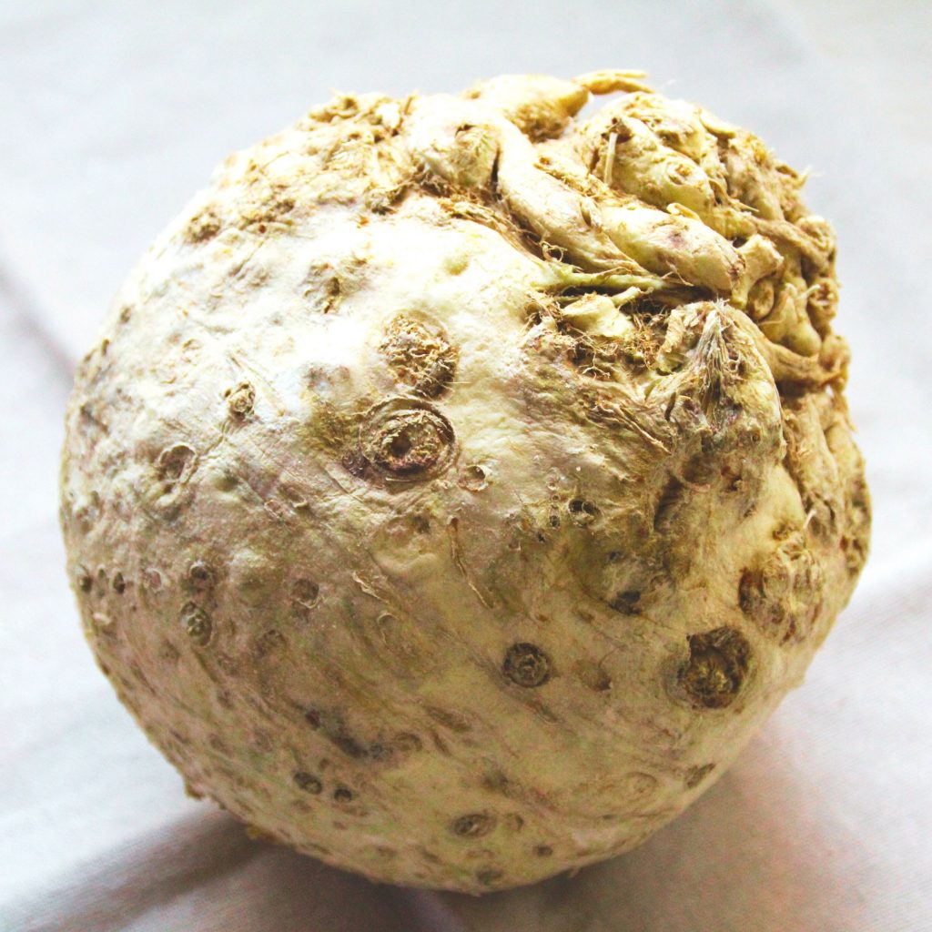 celery root, or celeriac, also called knob celery and turnip-rooted celery, on a tea towel