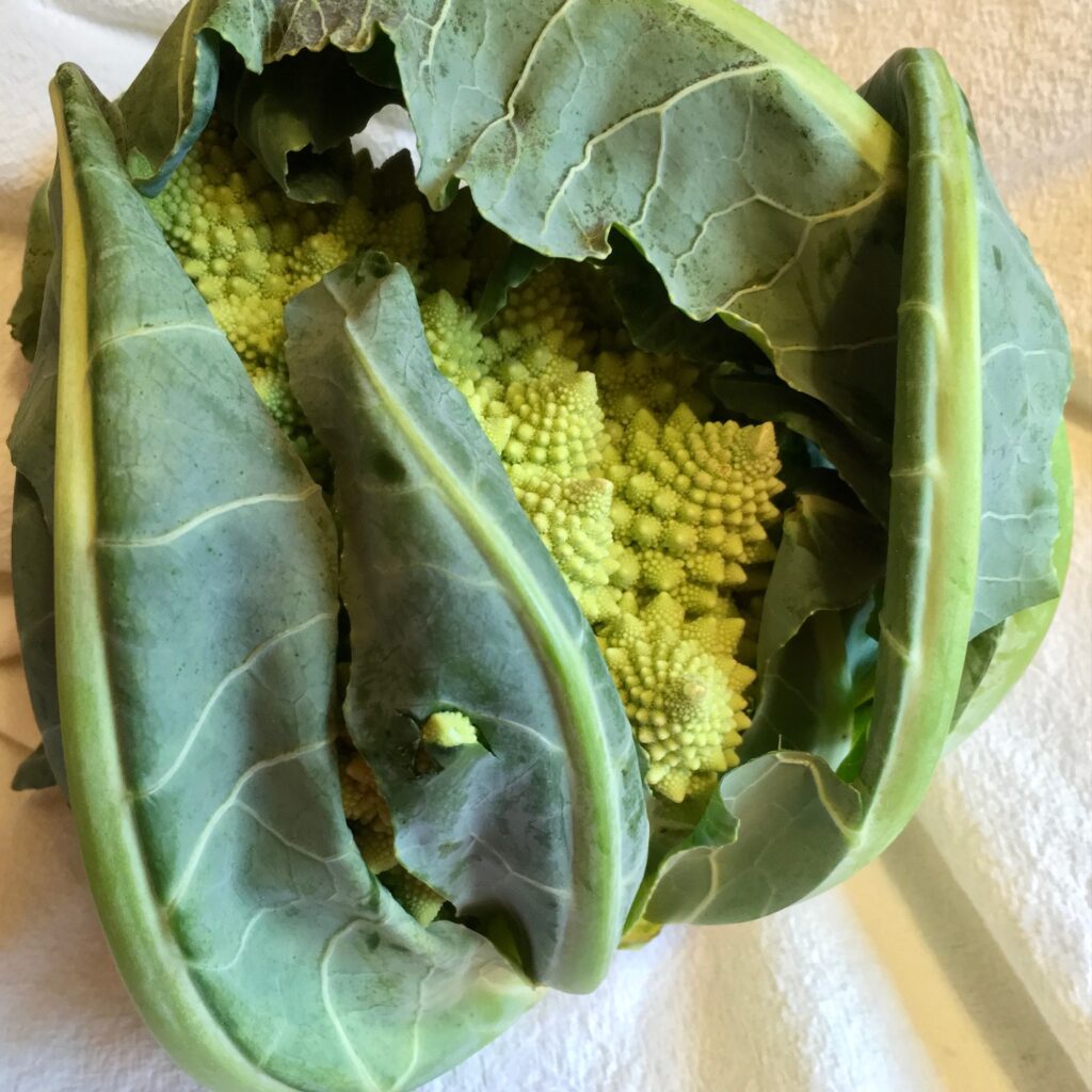 head of Romanesco with leaves attached