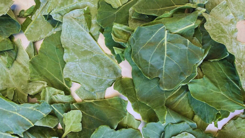 torn kohlrabi leaves for roasting kohlrabi chips